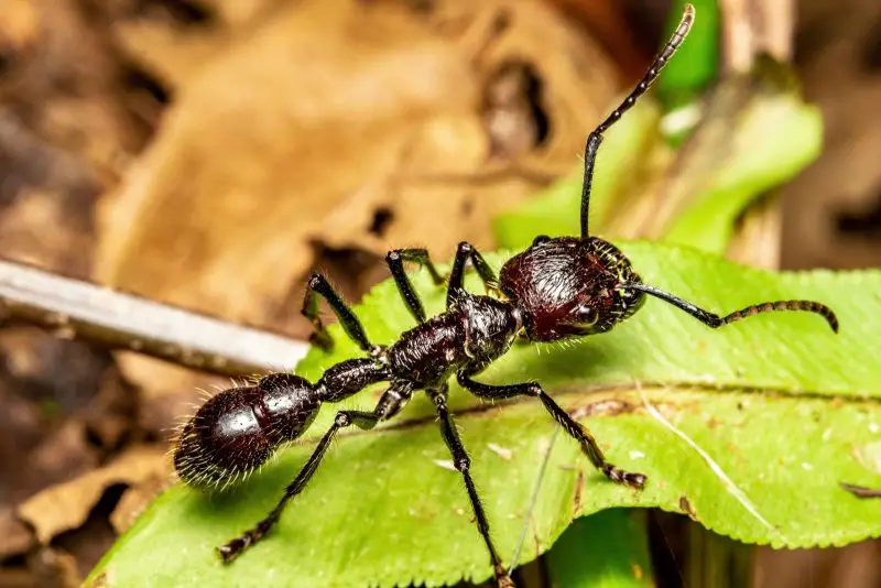 Bullet Ant Sting: How Paraponera clavata Delivers Unmatched Pain