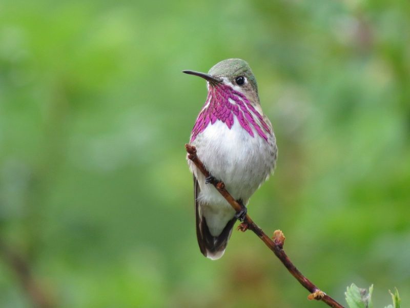 8 colorful birds in ohio