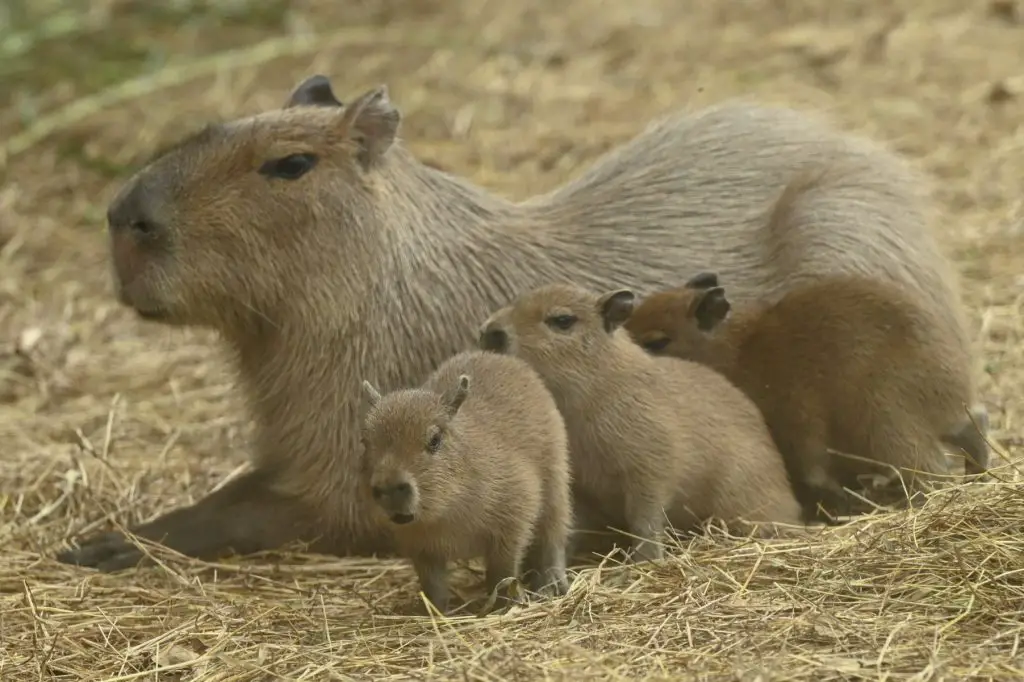 Capybara meals what fuels the world s largest rodent