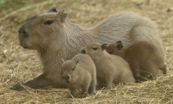 Capybara Meals: What Fuels the World’s Largest Rodent