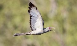 What’s Up with That Beak? The Strange Face of the Channel-billed Cuckoo