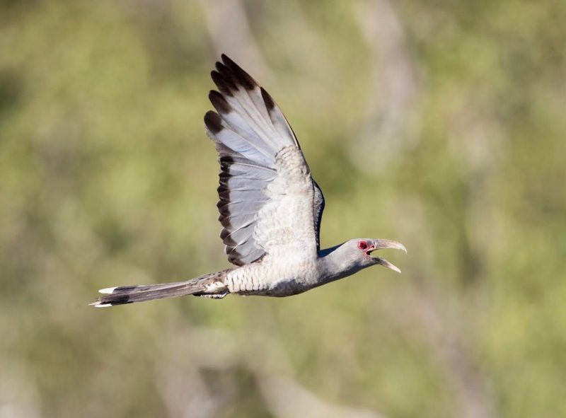 Channel-billed Cuckoo