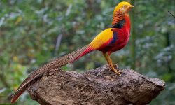 4 Types of Food That Chrysolophus pictus Loves and Daily Care