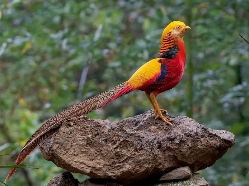 4 Types of Food That Chrysolophus pictus Loves and Daily Care