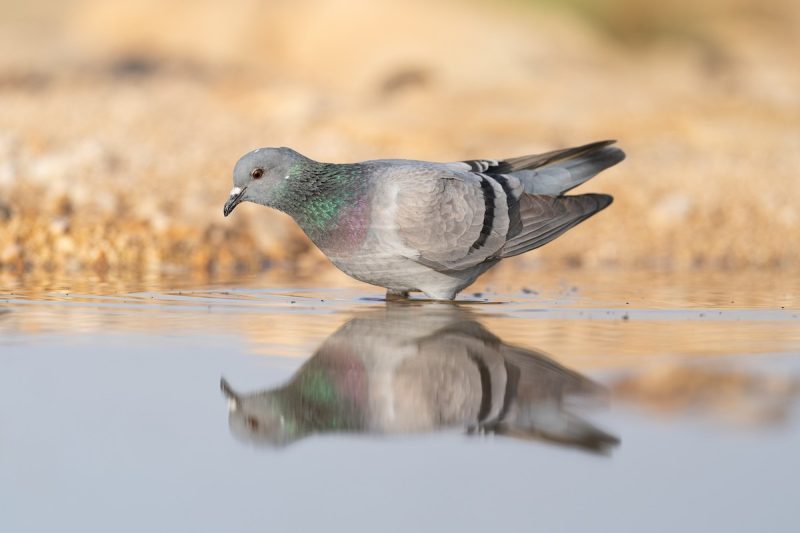 12 Fascinating Characteristics of Columba livia domestica