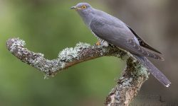 Which Bird Lays Its Eggs in Other Birds’ Nests?