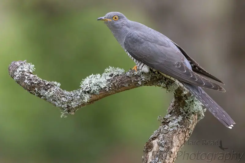 Common Cuckoo (Cuculus canorus)