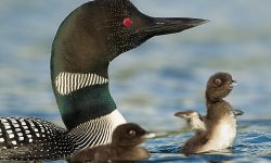 The Life Cycle of the Common Loon: From Egg to Master Diver