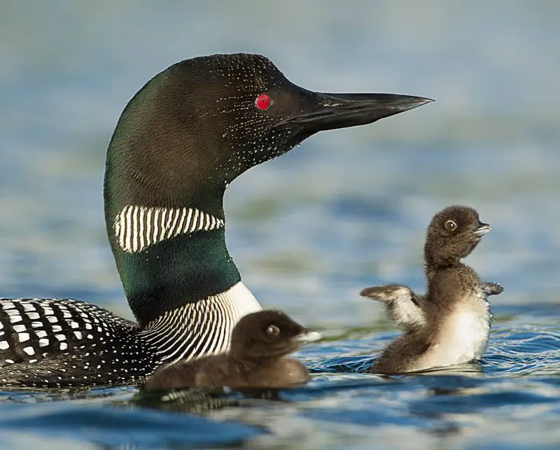 The Life Cycle of the Common Loon