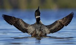 Why Do Loons Choose South Carolina to Hunt Beneath the Waves?