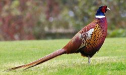 15 Fascinating Characteristics of Common Pheasant