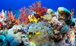 How Do Corals Survive in the Ocean?