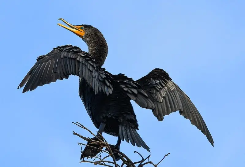 Cormorants