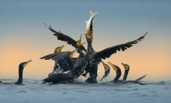 Cormorants: The Fishers of American Waters