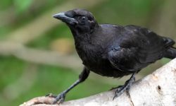 22 Fascinating Characteristics of Corvidae