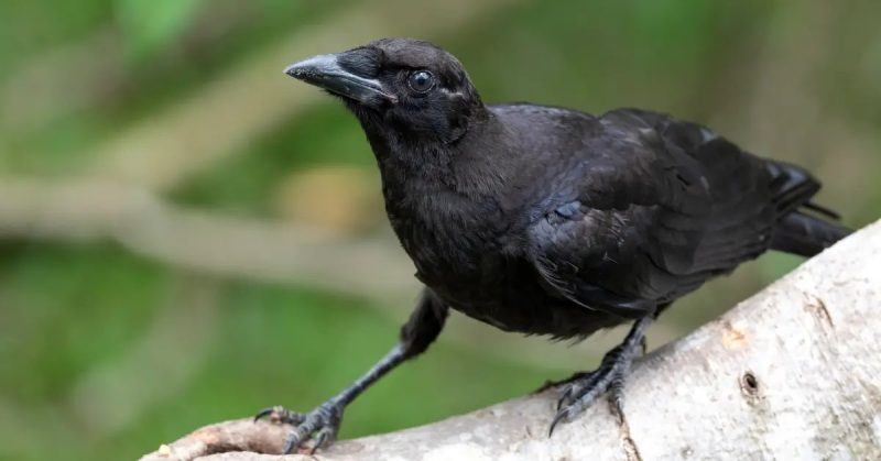 22 Fascinating Characteristics of Corvidae