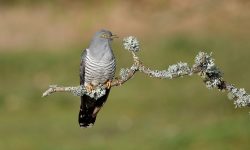 15 Fascinating Characteristics of Cuculus (Cuckoos)