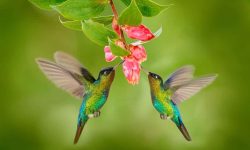 8 colorful birds in ohio