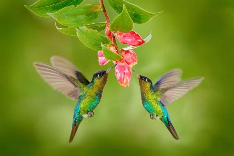8 colorful birds in ohio