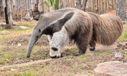 Discover the Giant Anteater: A Truly Bizarre Mammal Explained