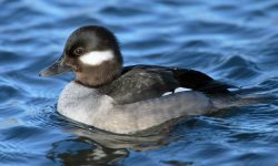 10 Favorite Foods Ducks Love to Eat