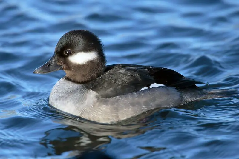 10 Favorite Foods Ducks Love to Eat