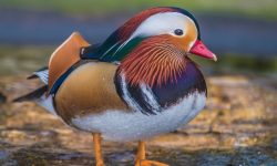 25 Fascinating Characteristics of Ducks
