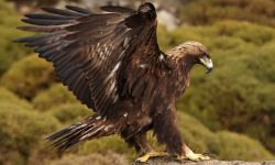 The Eagle Life Cycle: From Hatchling to Sky King