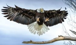10 Characteristics of Eagles (with pictures)