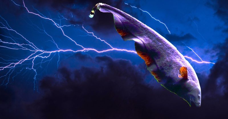 Electric Fish