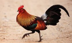 12 Fascinating Characteristics of Gallus gallus