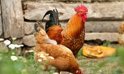 15 Fascinating Characteristics of Gallus gallus domesticus