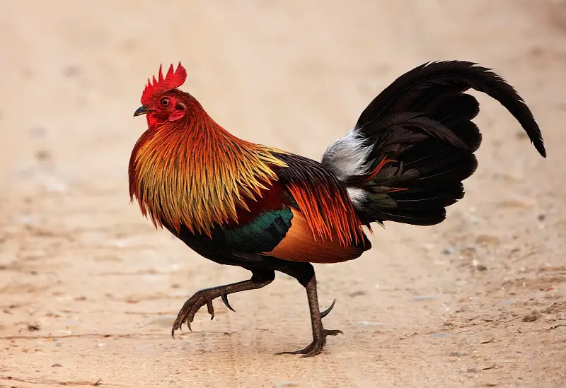12 Fascinating Characteristics of Gallus gallus