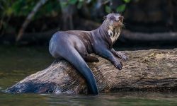 Giant Otters of the Amazon: Behavior, Diet, and Threats