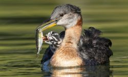 What Food Do Grebes Like Best? (Grebes Diet Guide)