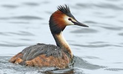 15 Fascinating Characteristics of Grebes