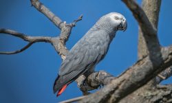 The World’s Smartest Parrot: Meet the African Grey