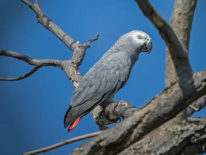 Grey Parrot