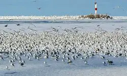 Why Ohio Is a Hidden Hotspot for Gull Watching