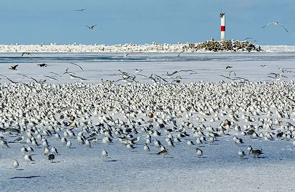 Gulls in Ohio