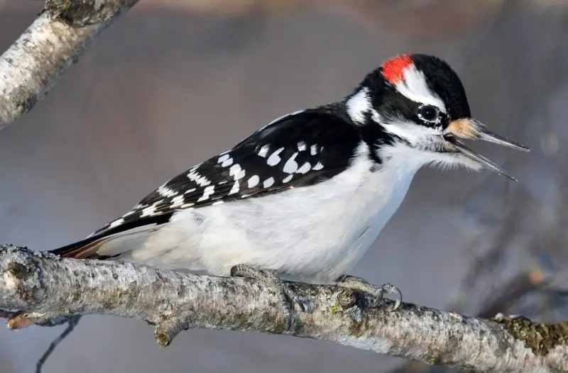 Hairy Woodpecker (Dryobates villosus)