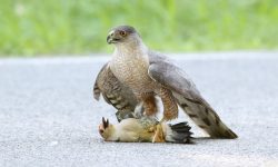 What Do Hawks Like to Eat the Most?