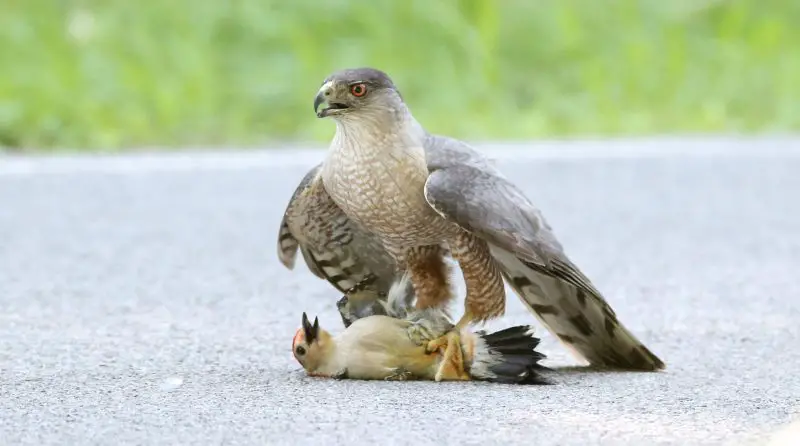 What Do Hawks Like to Eat the Most?