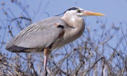 7 Foods Herons Love and How They Catch Them