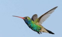 The Hummingbird Life Cycle: From Egg to Sky