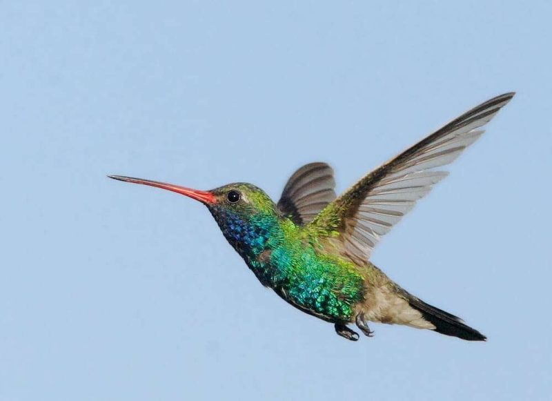 The Hummingbird Life Cycle: From Egg to Sky