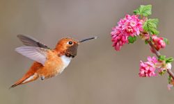 What Do Hummingbirds Like to Eat the Most?