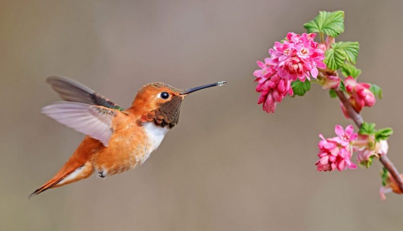 Hummingbirds
