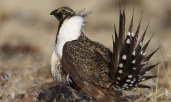 Idaho Sage Grouse: A Guide to the West’s Iconic Grassland Bird
