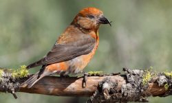 Cassia Crossbill (Loxia sinesciuris): Idaho’s Unique Endemic Finch
